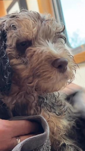 Getting my first bath on a Narrowboat. #labradoodle #puppy #dogs | Narrowboat Life Unlocked
