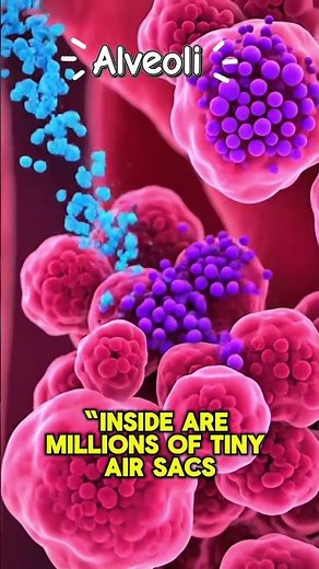 Inside Your Lungs: Simple Anatomy