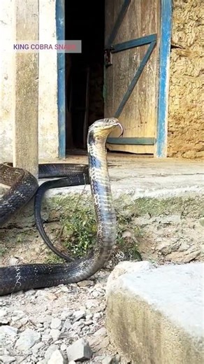 "King Cobra Targets Its Prey with Deadly Precision" #naturelovers #snake #snakevideo #kingcobra