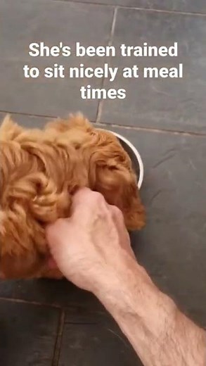 10 Week Old Cockapoo Learning to Wait for Food 🐶😳 #shorts