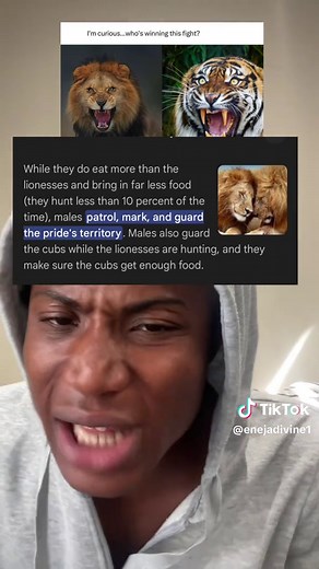 Barbary Lion vs Siberian Tiger: The Ultimate Showdown