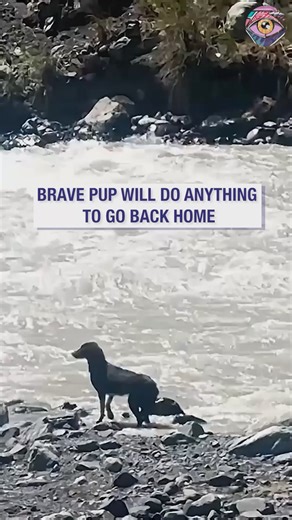 This dog has more courage than lots of people❤️ | Bright Side