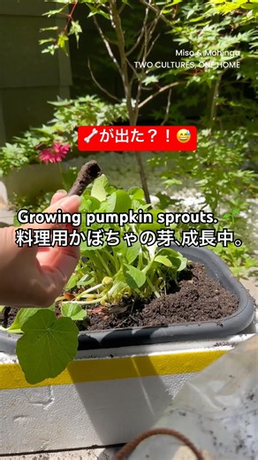 かぼちゃの種から、料理目当ての芽がどんどん成長中。🌱鉄分たっぷりで柔らかい新芽は、炒め物やスープにすると絶品です。🤎