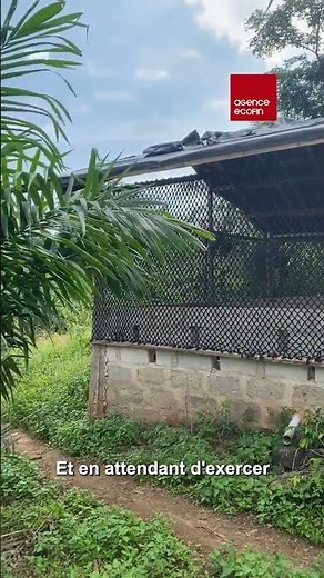 Prix pour débuter dans l'élevage de porcs en Côte d'Ivoire