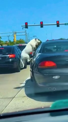 Funniest Animal and People Moments to Enjoy