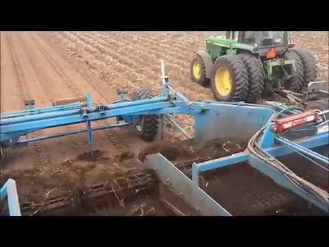 Horseradish Harvesting at Huntsinger Farms - Eau Claire, WI