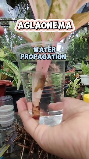 355K views · 3.7K reactions | Aglaonema "Water Propagation" ADVANTAGE:The water option allows you to see if the cutting isn't rotting and has already developed roots. Moreover, you can change water easily to prevent bacteria growth without disturbing developing roots. All these advantages make water propagation effortless... #inanghardinera #plantitangina #gardening #aglaonemapropagation #waterpropagation Mamalyn's Garden | Mamalyn's Garden | Facebook