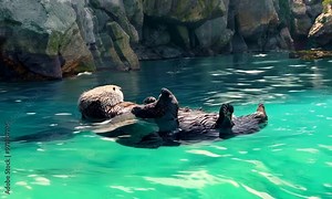 Playful sea otter floating on its back in the ocean, hyperrealistic Video