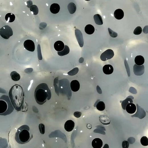 30K views · 435 reactions | The common frog (Rana temporaria), is a semi-aquatic amphibian that is found throughout Europe. Common frogs metamorphose through three developmental life stages — aquatic larva, terrestrial juvenile, and adult. The rate of development of the larvae is influenced by temperature, with eggs and tadpoles in ponds at higher temperatures developing faster than those at lower temperatures.  #TimelapseTuesday ⏳ | Science Channel | Facebook