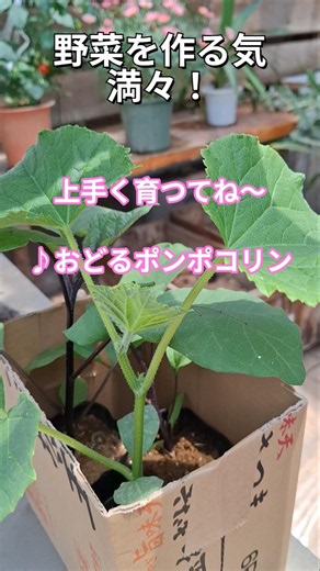 野菜苗購入、植えました(家庭菜園)ブルーベリーは３年目！