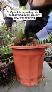 Planting Cymbidium technique #propagationtechnique #PlantingTechniques #gardening #fblifestyle #groundorchids Mamalyn's Garden | Mamalyn's Garden