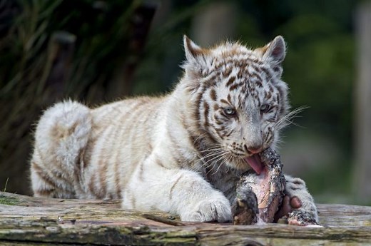 What Do White Tigers Eat - White Tiger Diet - White Tiger Food
