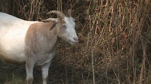 Targeted grazing goats clear land that landscapers can't reach