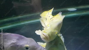 Beautiful Orinoco Peacock bass or Cichla Ocellaris, butterfly peacock bass is a very large species of cichlid from South America