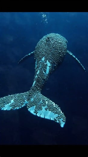 Barnacles Taking Over a Whale’s Body | Real Marine Life Footage