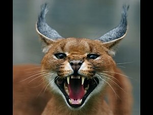 7 Jenis Kucing Paling Langka di Dunia