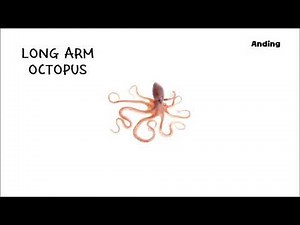 Anding: Mollusks - Picture Play