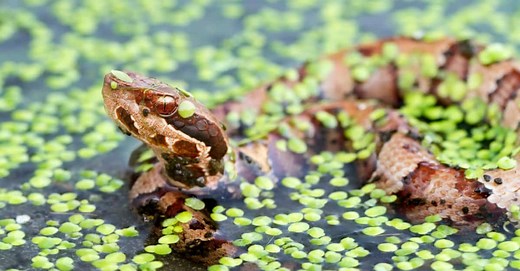 8 Snakes You'll Find in the South's Swamps