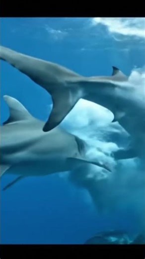 Mosasaurus vs Great White Shark 🦈🐊 | Prehistoric Sea Monster Battle #prehistoricanimals #shark