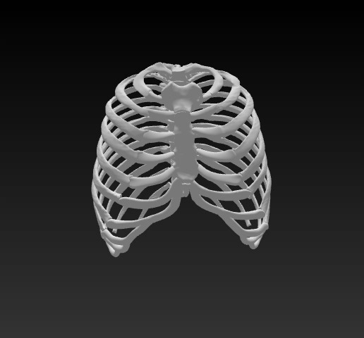 🦴Human Thorax (Multipart)– 3D Printable Anatomical Rib Cage Model - Dr Brkyth