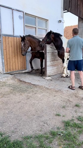 Serbischer Hengst besteigt Stute - Deckeinsatz