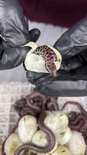 Python crawling out of the egg! #fyp #ballpython #snake