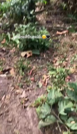 . (@see___see5)’s videos with เสียงต้นฉบับ - ฝากพรุ่งนี้ ไว้กับอ้