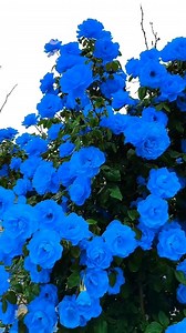 🌹😍Beautiful rose flowers in every color!😍🌹 | Pure Land