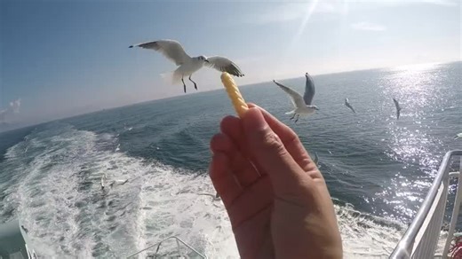 子どもは「エーアイアイ」と聴こえて、大人は「撮ったのかよ」と聴こえる不思議な音源。皆さんはどう聴こえますか？？#エーアイアイ #撮ったのかよ