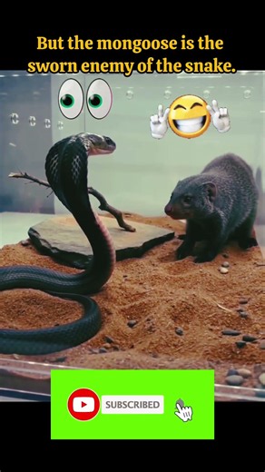 🐍 Giant Python Catches a Rat in Seconds | Amazing Snake Hunting Moment #shorts