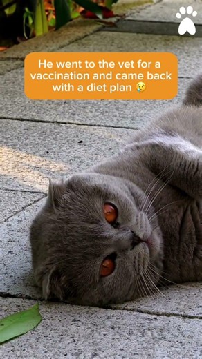 🐱💉 Went in for a quick vaccination… came out with a whole lifestyle change.