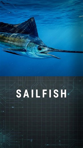 The Ocean's Deadliest Blade ⚔️