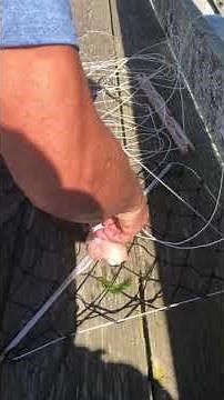Crabbing With A crab trap or crab claw or crab max #crab pot #crabbing #set up crab trap