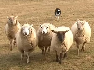 Impressionnante démonstration de travail sur troupeau par un Border Collie (vidéo)