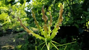 Exotische Gloriosa Superba Flamme Lilie Blüte: Stockvideos & Filmmaterial (100 % lizenzfrei) 3947672339 | Shutterstock