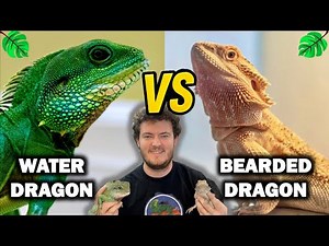 Chinese Water Dragon vs Bearded Dragon: The REAL Winner for Keepers!