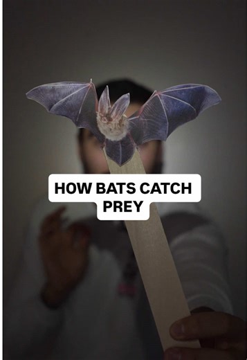 The ultrasonic call of most bats used in the process of echolocation is so loud it can damage their hearing. The work around? They momentarily go deaf in sync with their call to protect their hearing. #bats #naturalhistory #biology #stemeducation #echolocation
