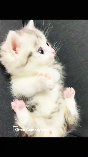 “Tiny Kitty Goes Crazy! Cute Cat Running & Hiding on the Floor 😹”