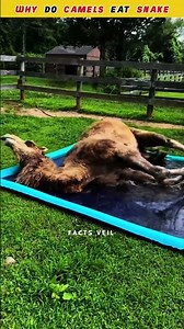 Why Do Camels Swallow Snakes