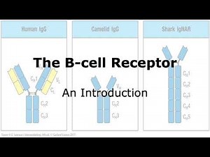 Introduction to the B-cell Receptor