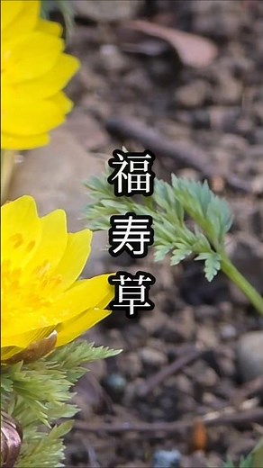 咲いた。『福寿草』『マンサク』#vlog #shorts #癒し #散歩 #自然 #観察 #日本 #草花 #植物
