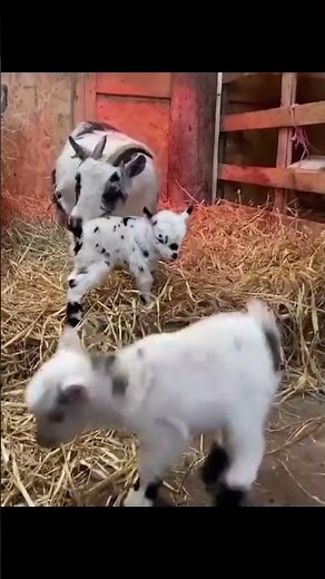 Happy Goat Kids Dancing Under the Tree 🌳🐐