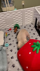 278K views · 20K reactions | ☕️ The Daily Grind - Little Agi-taters...