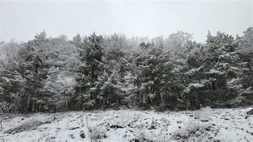 Will the Capital Region cold cause exploding trees?