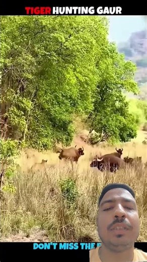 TIGER 🐅 VS GAUR 🐂#TigerVsGaur#Gaur#IndianBison#TigerAttack#WildlifeBattle#BigAnimals#JungleFight