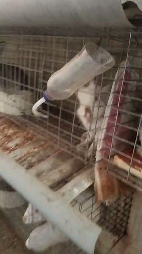 easy backyard rabbit farming set up #rabbitsvlogging #rabbitfarming