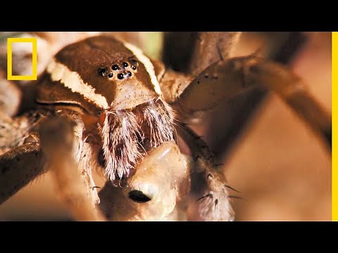 Cette araignée peut respirer sous l'eau