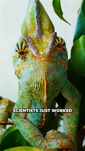 Dr Ben Miles on Instagram: "Scientists Finally Discover How Chameleon’s Eyes Work⁣ ⁣ Scientists have discovered that chameleons possess intricately coiled optic nerves, allowing their eyes to move independently without damaging the delicate nerve fibers. This unique anatomical adaptation was revealed using advanced CT scans and iodine-enhanced imaging techniques. ⁣ ⁣ Source Article:⁣ https://www.sciencedaily.com/releases/2025/11/251118220056.htm ⁣ ⁣ #discovery #reptiles #biology #breakthrough #e