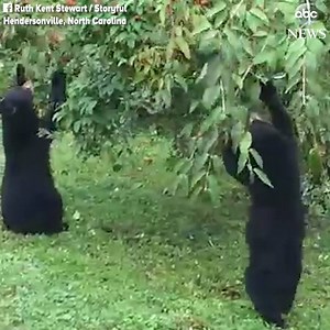293K views · 2.4K reactions | HELP YOURSELF: A couple of adorable bear cubs help themselves to fruit out of a bush in a North Carolina family's backyard before scampering off. https://abcn.ws/2NORrK5 | ABC News | Facebook