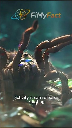 Goliath Birdeater 😱 The World's Largest Spider!